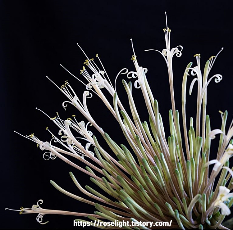산세베리아 꽃말-산세베리아 꽃