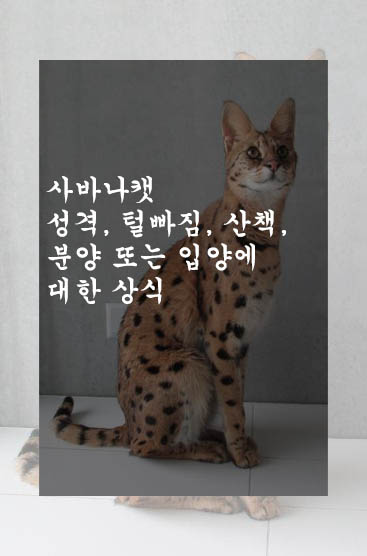 사바나캣 성격&#44; 털빠짐&#44; 산책&#44; 분양 또는 입양에 대한 상식