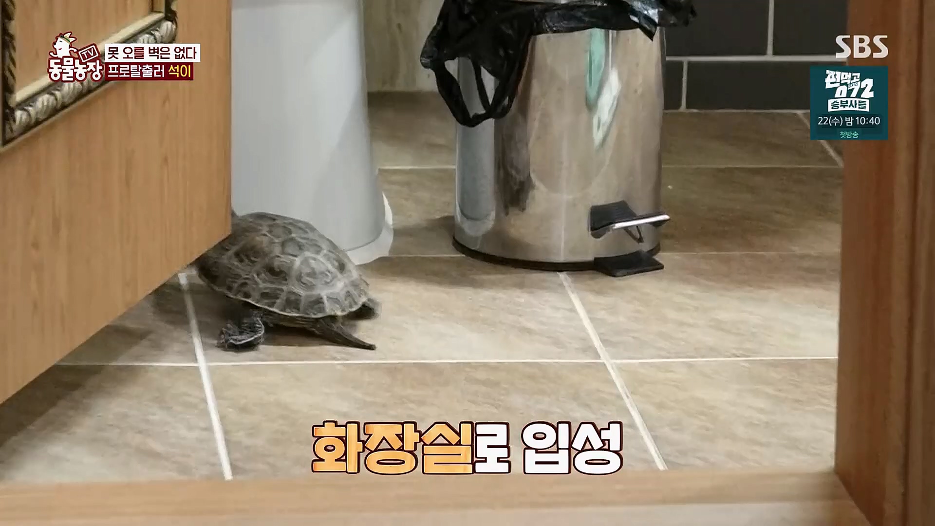 TV 동물농장.E1112.230319p.H264-F1RST.mp4_20230319_175204.979.jpg