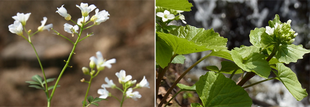 와사비 고추냉이 차이 그리고 겨자 이야기