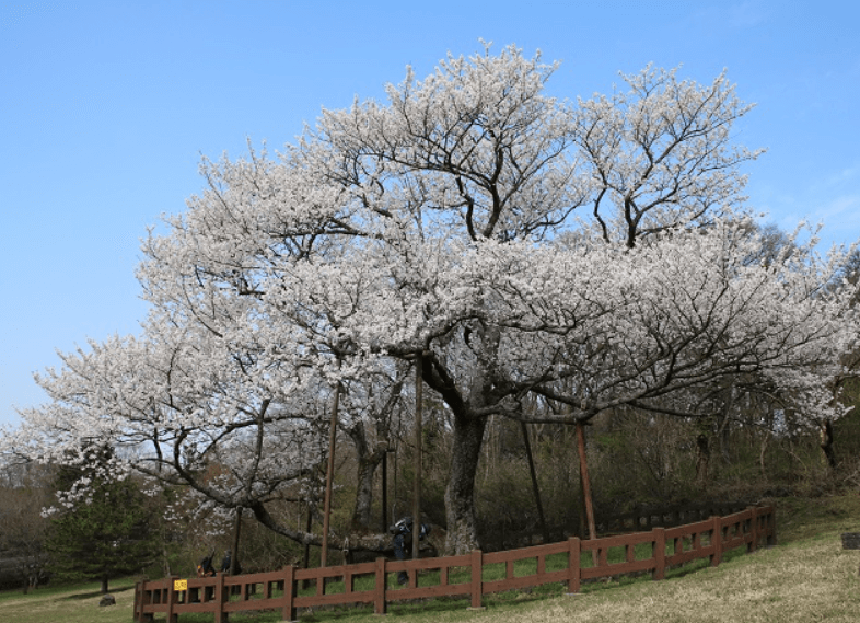제주에 왕벚나무 사진