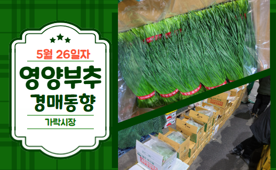  [경매사 일일보고] 5월 26일자 가락시장 영양부추 경매동향을 살펴보겠습니다!