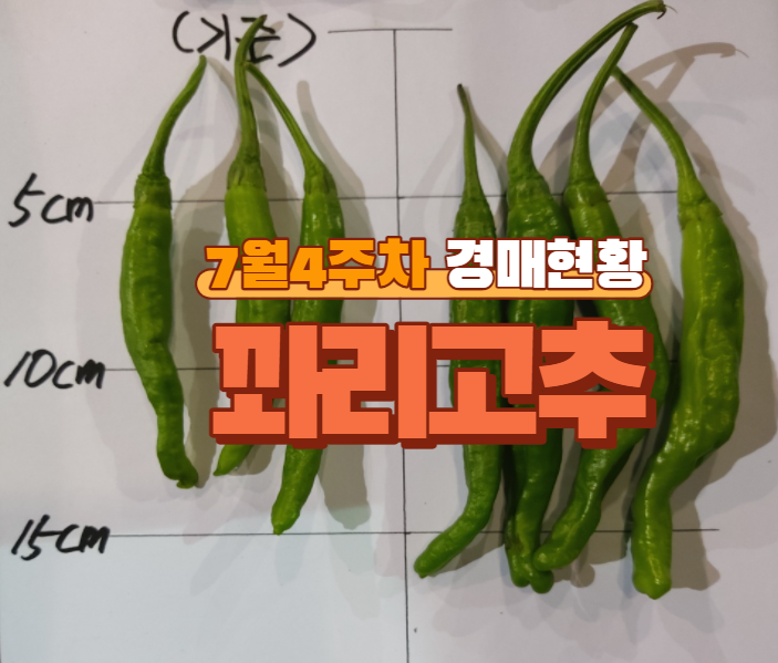  [경매사 품목별 주간 동향보고] 가격이 점점 반등하는 "꽈리고추" (7월4주차)
