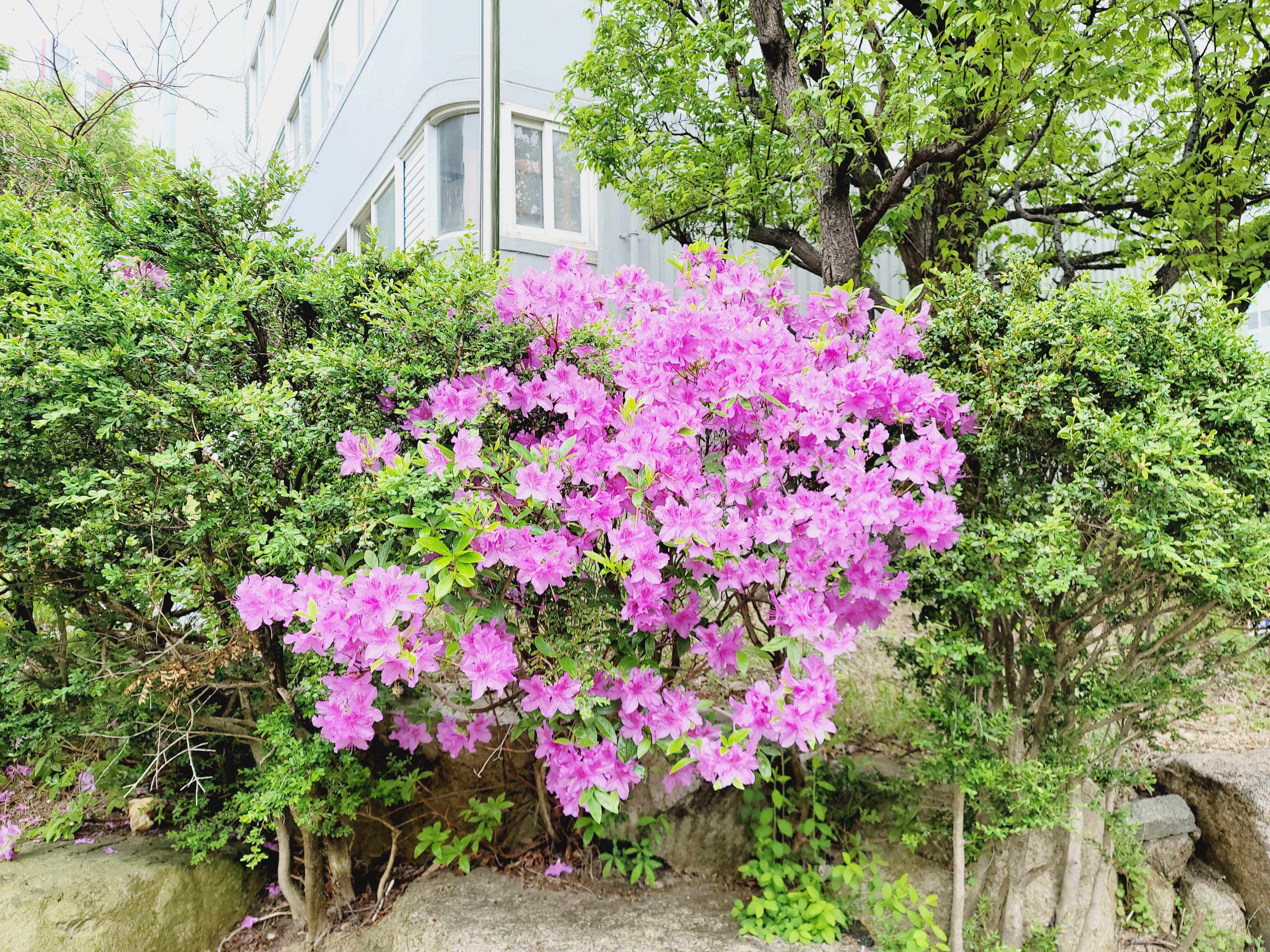 산철쭉 화단접대 51
