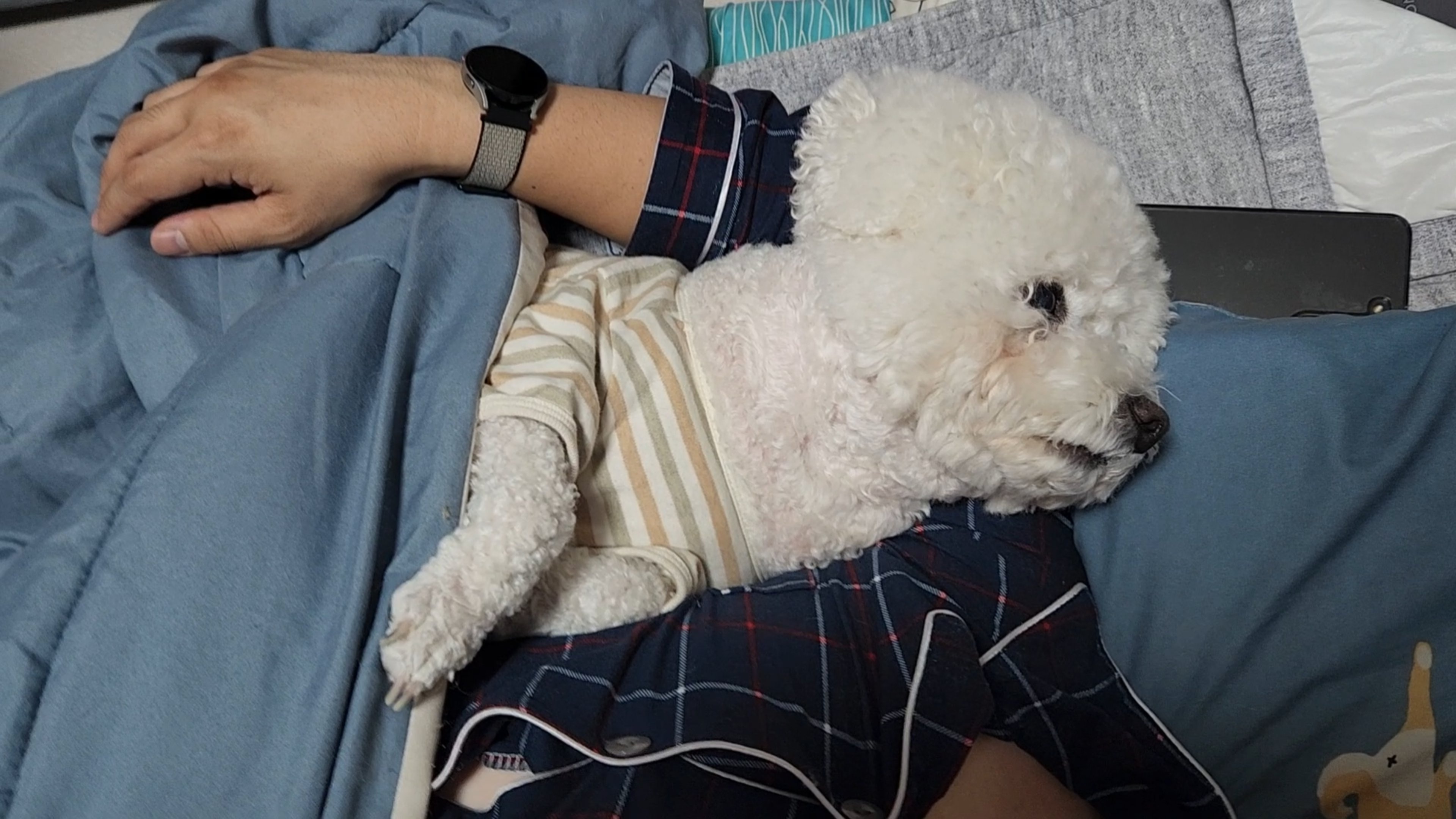  강아지의 잠꼬대에 대한 이해