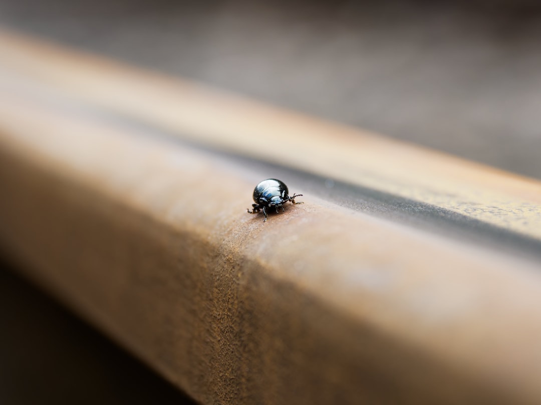 Bug