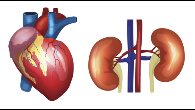 신장이 안좋으면 나타나는 증상 4