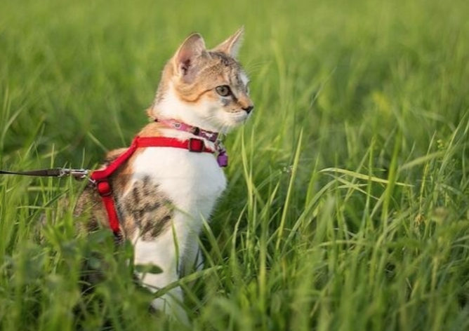 잔디밭 위 고양이 사진