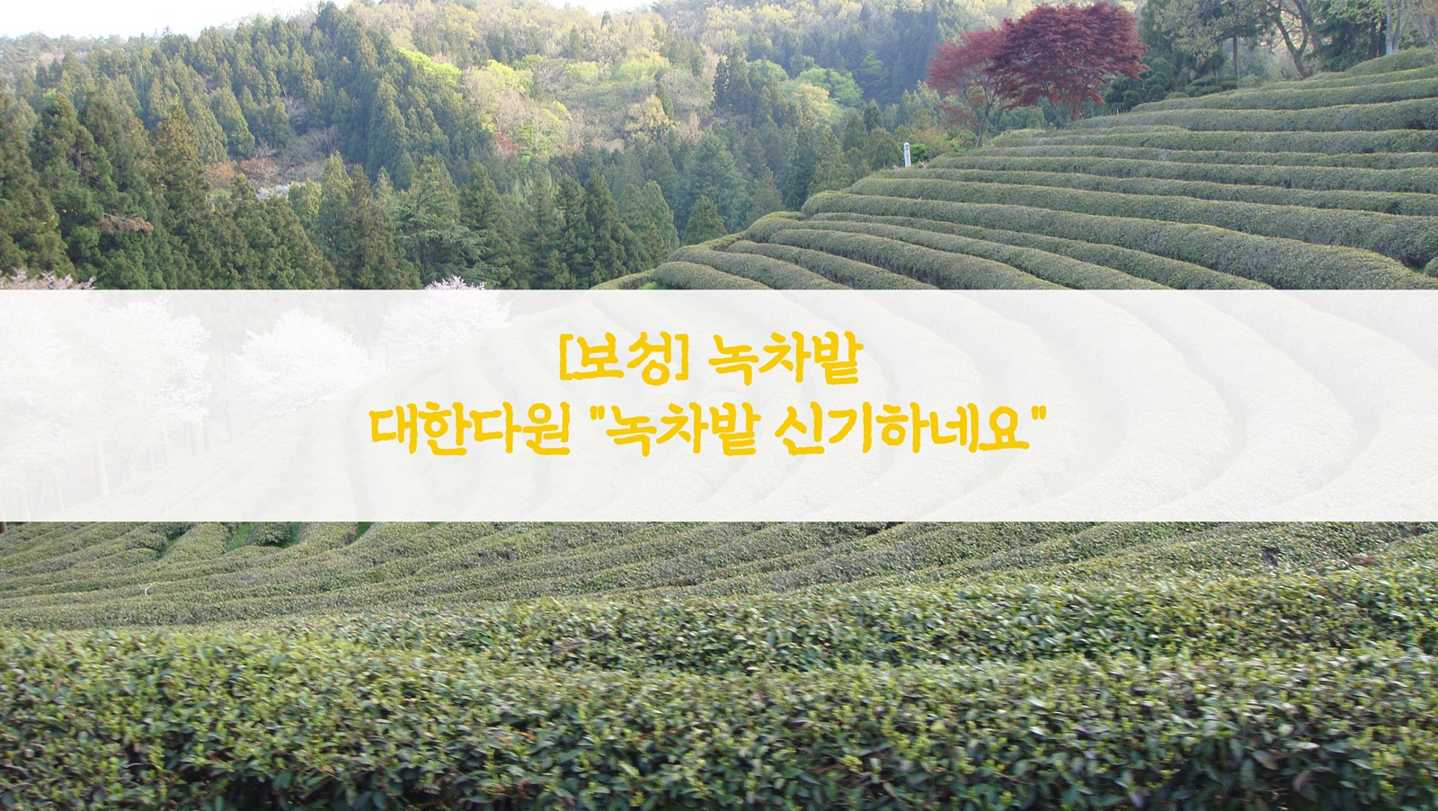  [보성] 녹차밭…대한다원 "녹차밭 신기하네요"