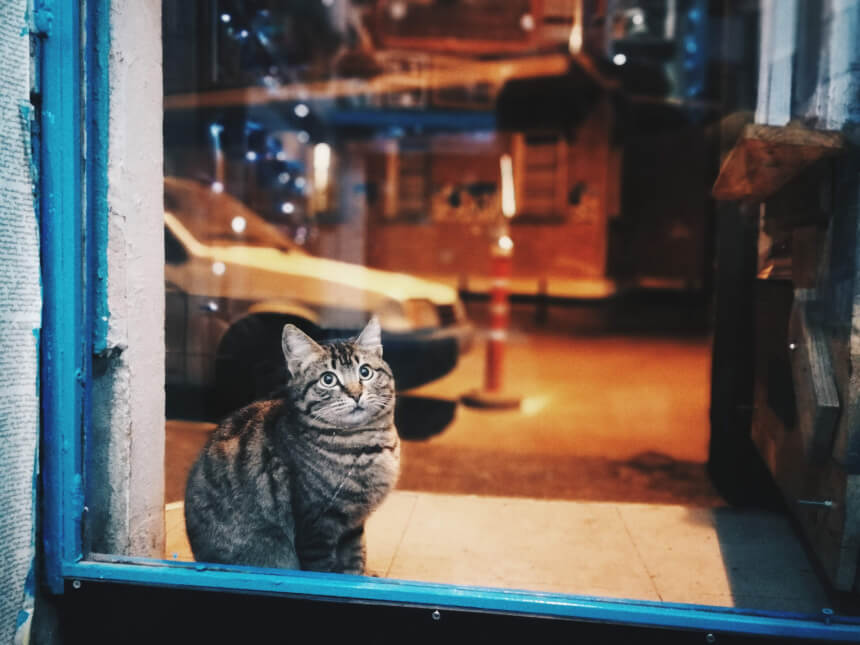  우리 고양이가 신장질환이라고?! 고양이 신장 좋아지는 방법