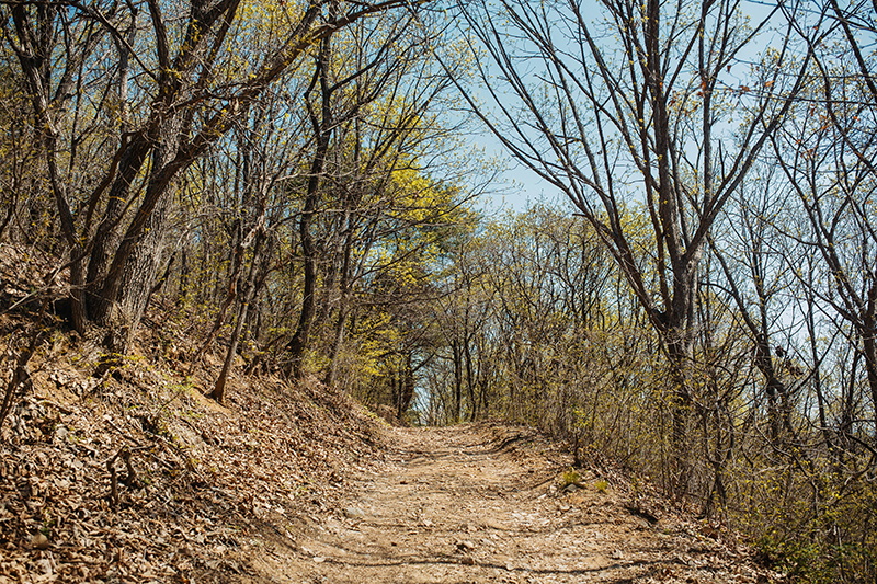봄&#44; 나뭇가지가 무성한 등산길.