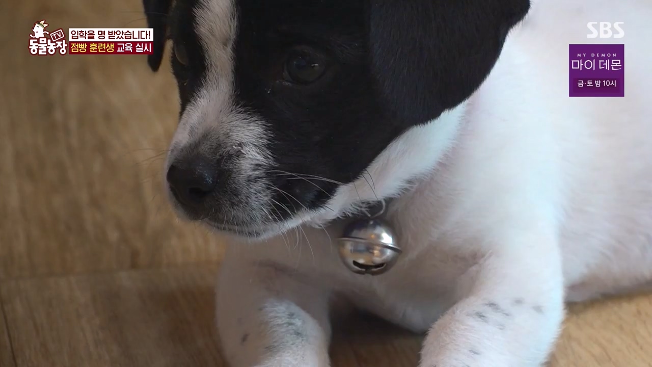 TV 동물농장.E1147.231127p-NEXT.mp4_20231126_170348.887.jpg