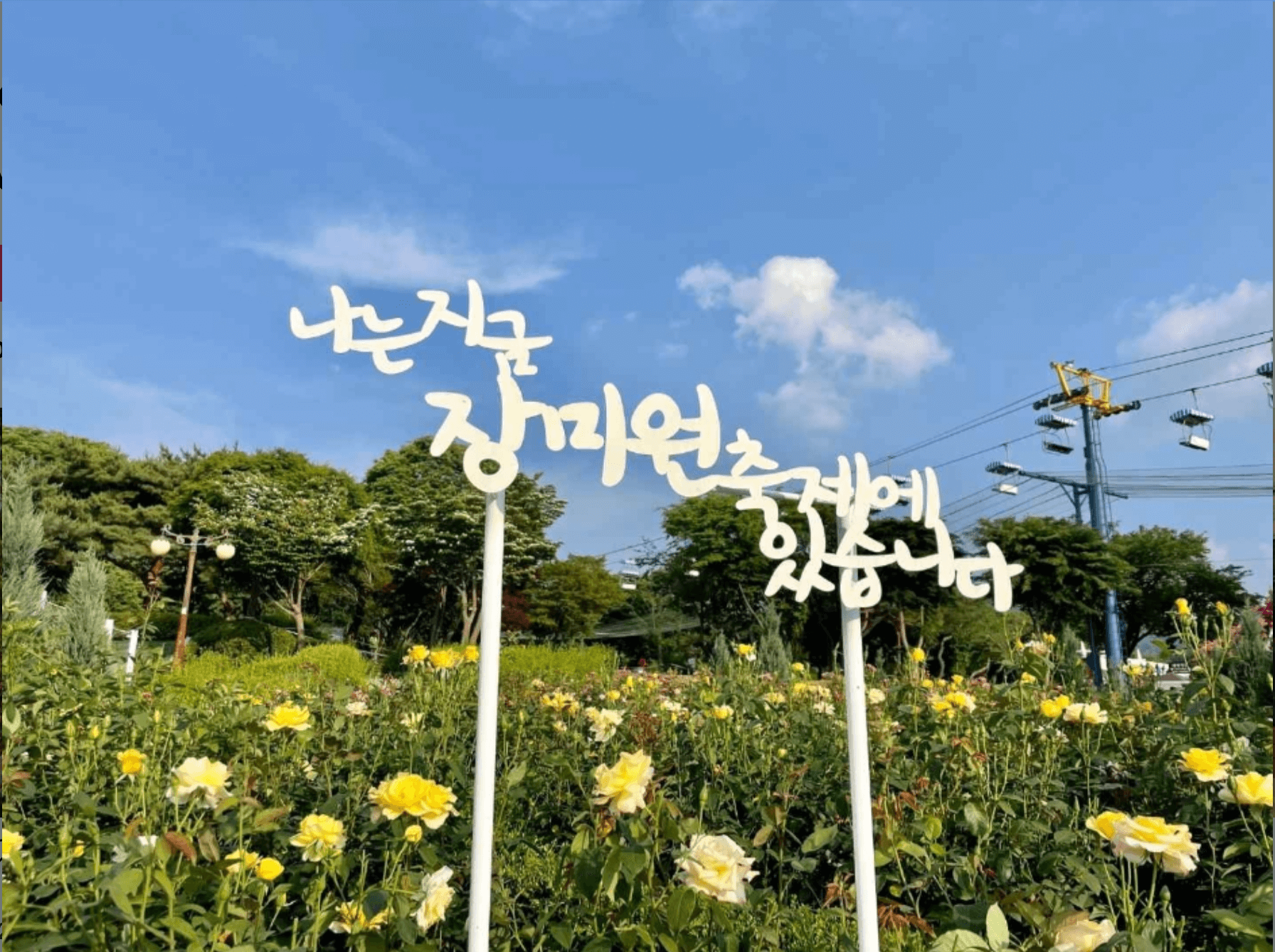 서울대공원 장미원축제