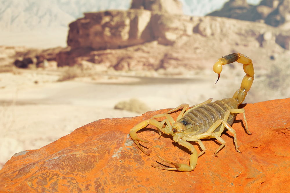 데스토커 스콜피온 (Deathstalker Scorpion)