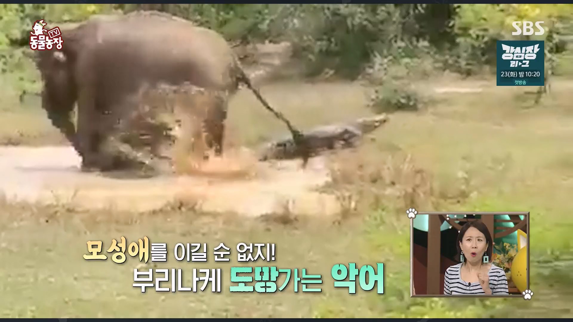 TV 동물농장.E1120.230514p.H264-F1RST.mp4_20230515_203523.484.jpg