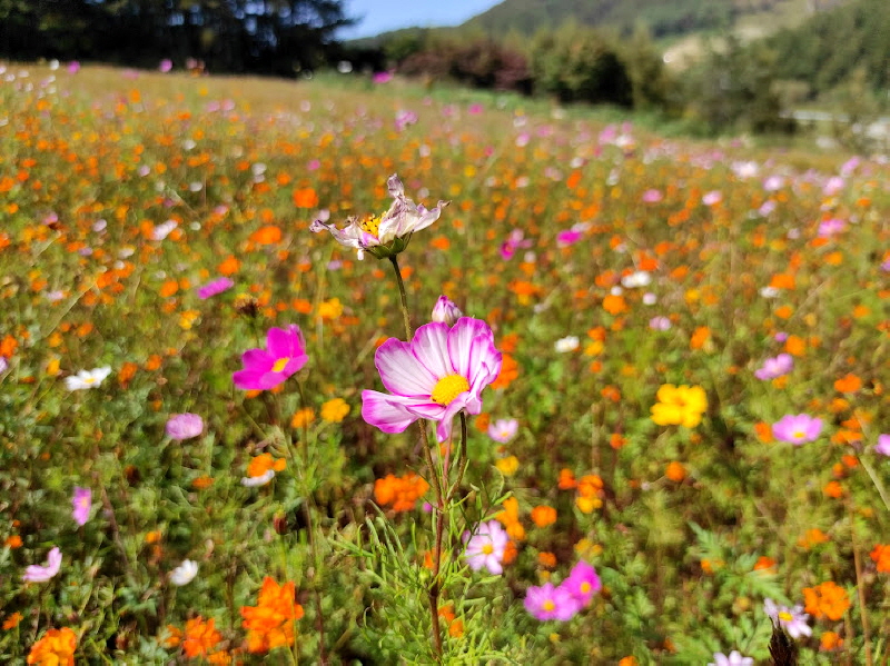 태백산 황화코스모스 꽃밭