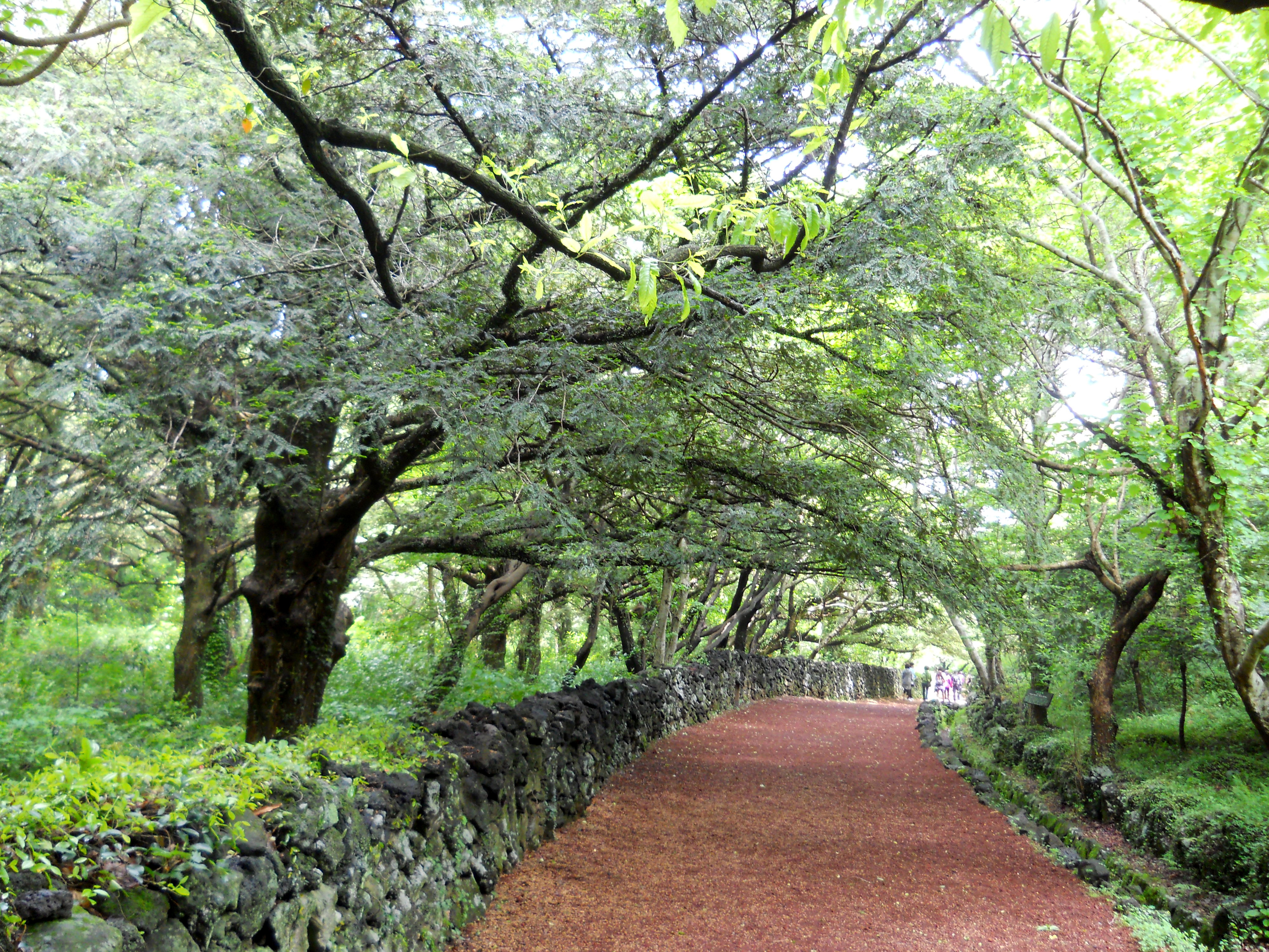 비자림(Bijarim Forest)