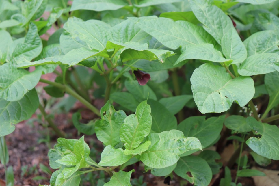 홍릉시험림(홍릉수목원) #페이지 토.일요일서울가볼만한곳 8