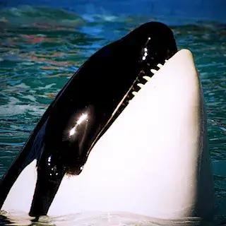 고래-돌고래-범고래-꿈-해몽-풀이-whale-dolphin-orca