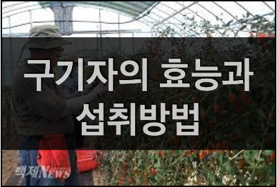  간에 좋은 구기자의 어원과 효능, 섭취방법