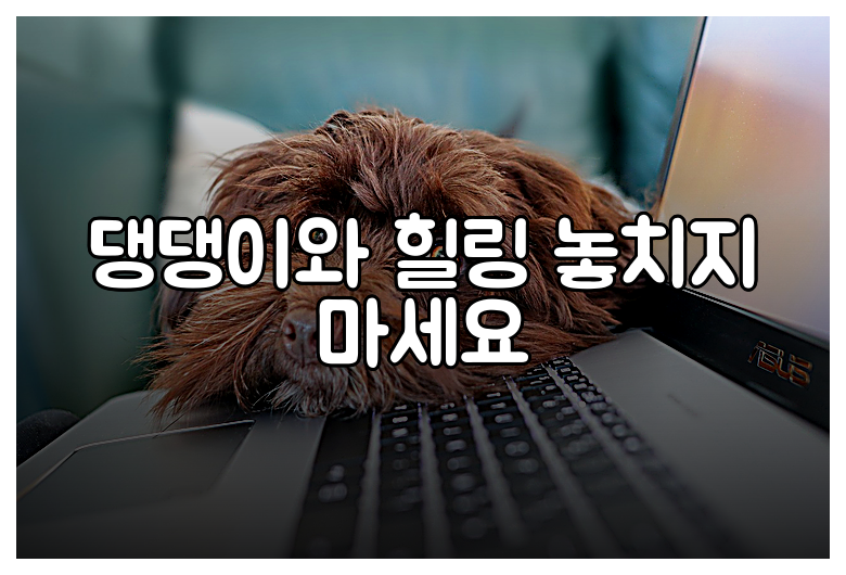 댕댕이와 힐링 놓치지 마세요