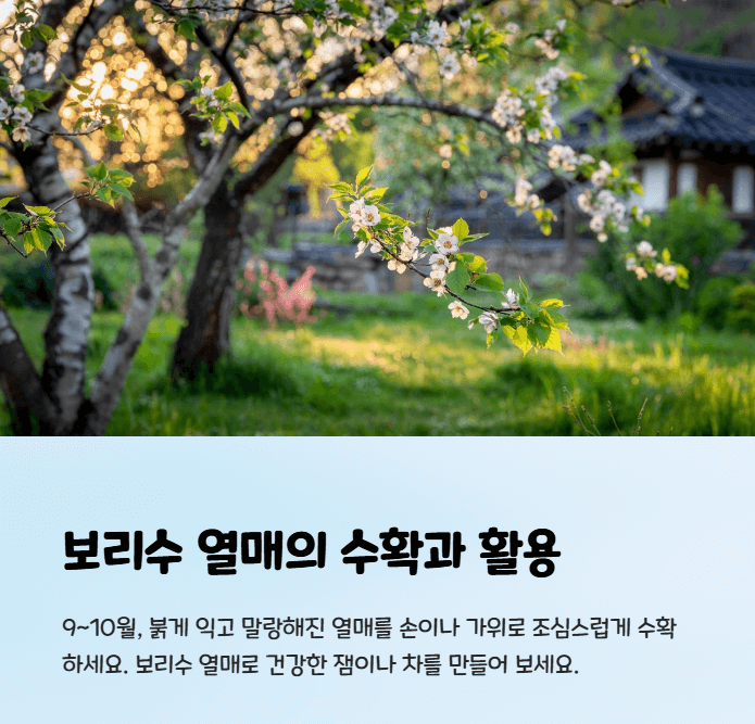 보리수 나무