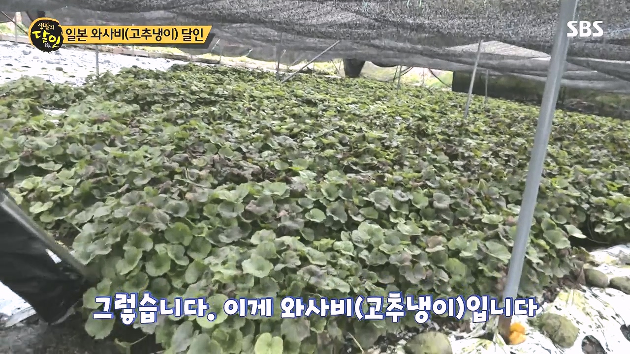 생활의 달인.E908.231017p-NEXT.mp4_20231017_200139.632.jpg