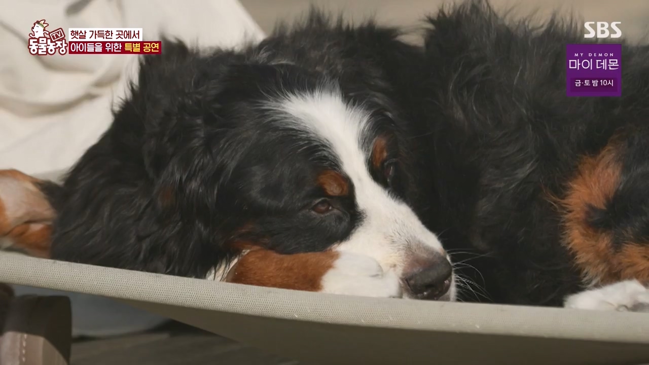 TV 동물농장.E1147.231127p-NEXT.mp4_20231126_170357.624.jpg