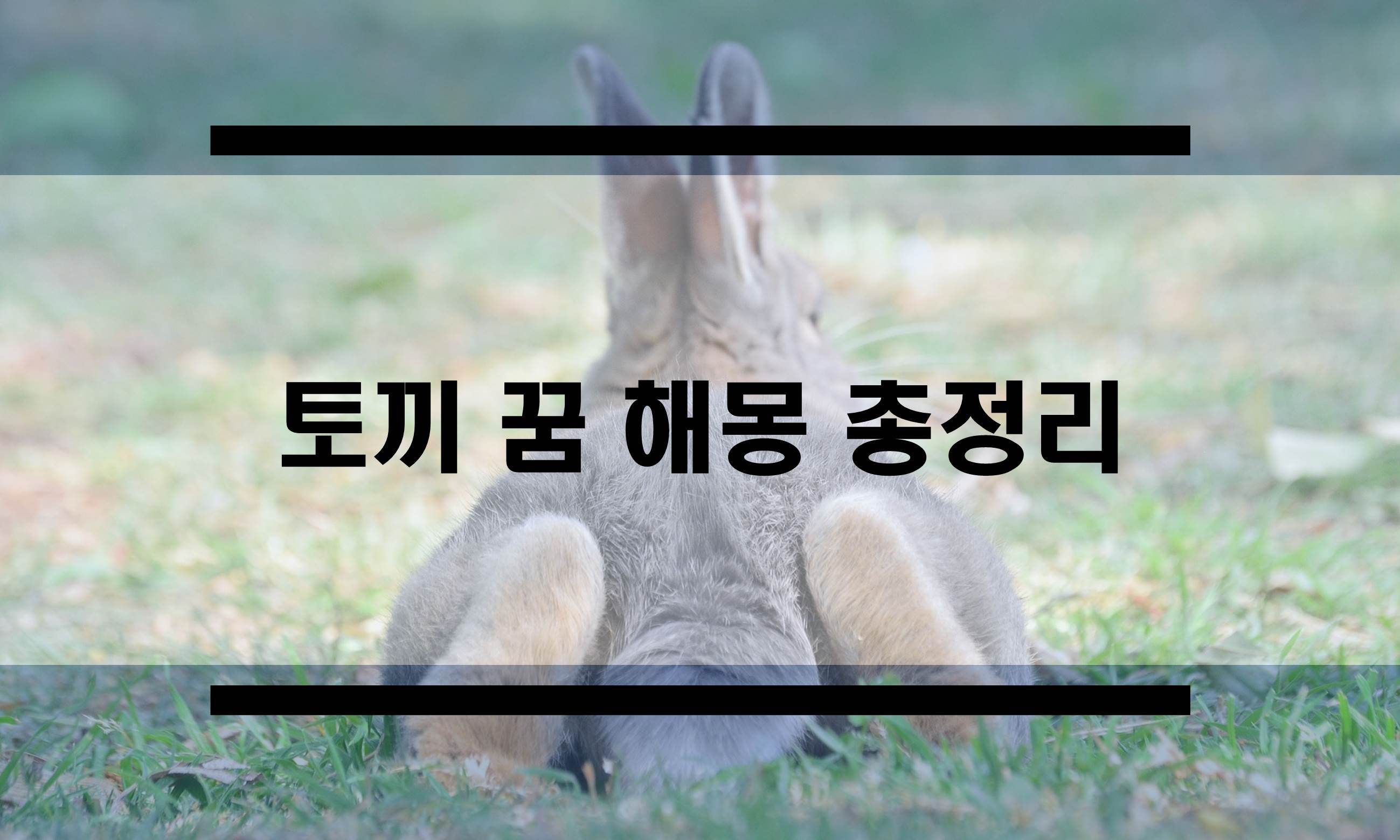  토끼꿈 해몽 무료 꿈풀이 모음