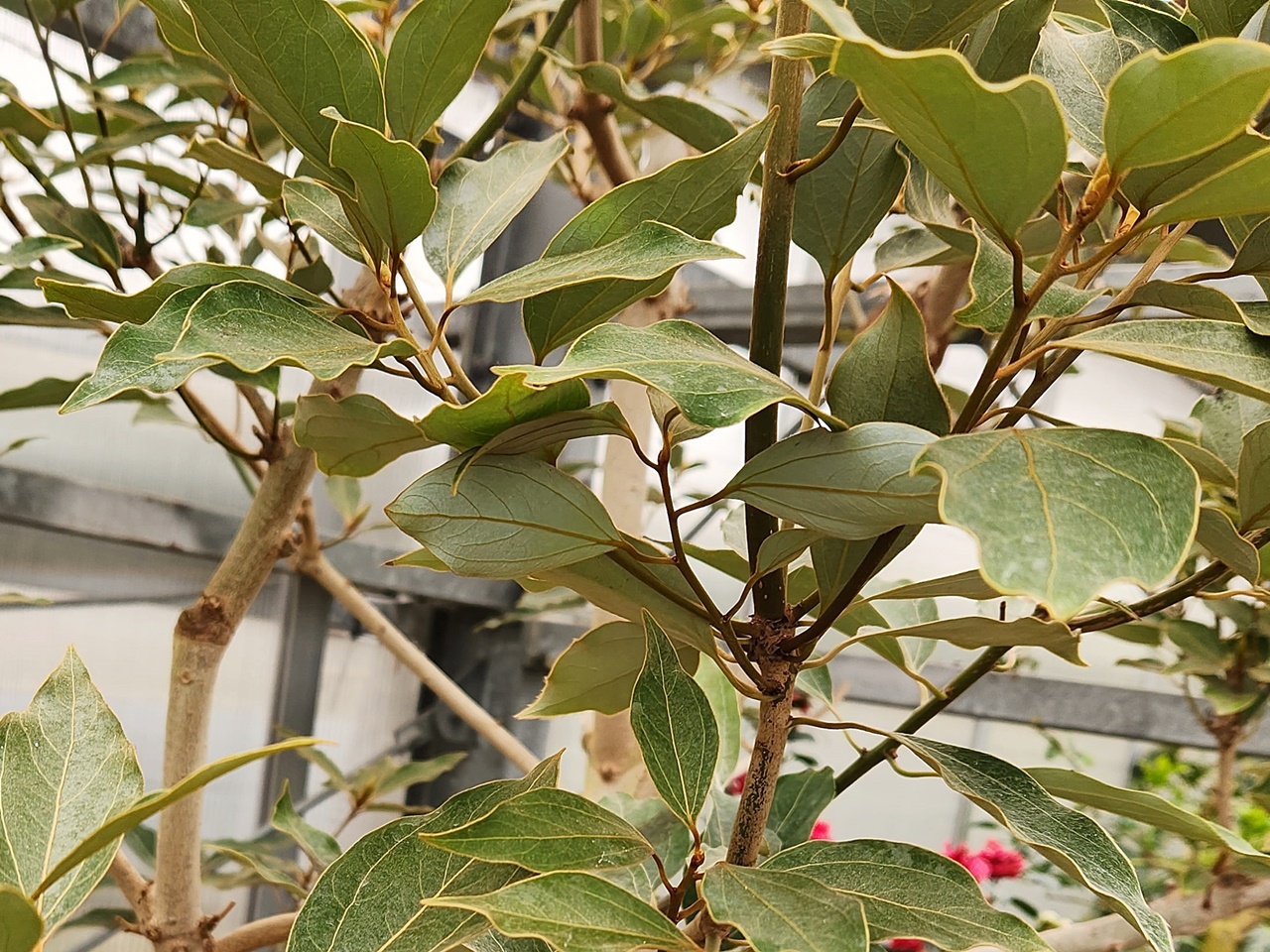 참식나무