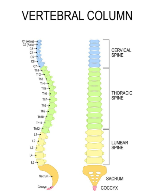  척추측만증 뜻 Scoliosis  척추옆굽음증 치료방법 교정운동