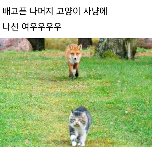  고양이 사냥에 나선 여우ㅋㅋㅋㅋㅋㅋㅋㅋ