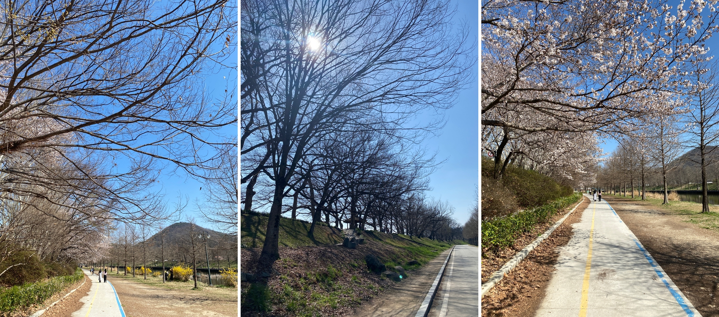 시멘트길 위쪽의 둑길에 벚꽃이 심어져있다