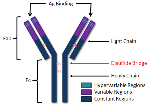  펩신 파파인에 의한 항체의 구조 (Pepsin Papain Immunoglobulin)