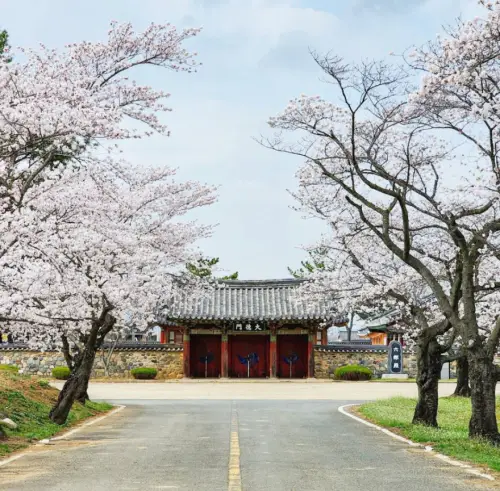 경주 벚꽃축제 