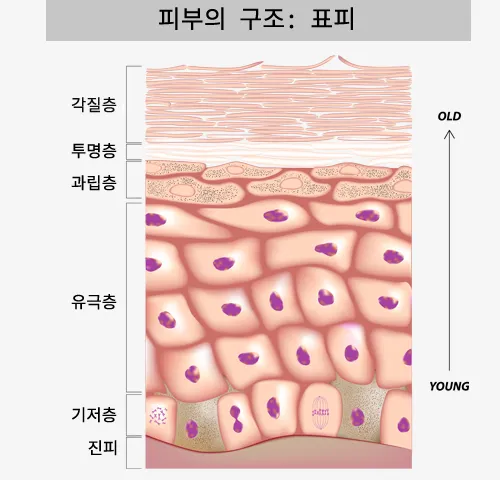 피부 구조와 기능 표피 진피 피하조직 위치 역할_6