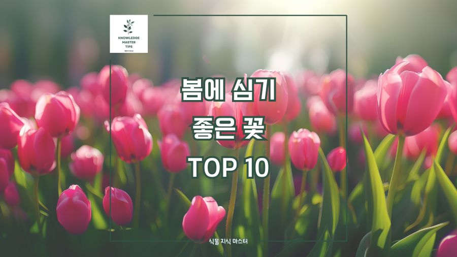 봄에 심기 좋은 꽃 TOP 10