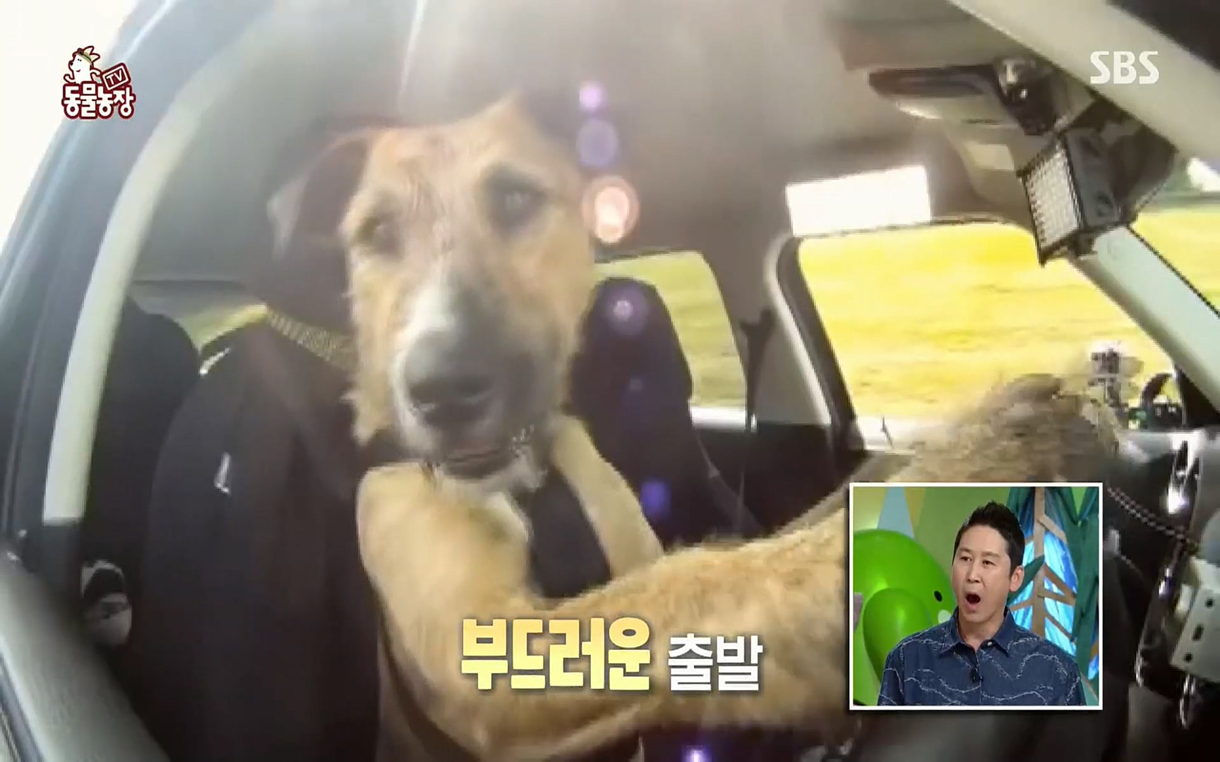 TV 동물농장.E1074.220619p.H264-F1RST.mp4_20220619_175823.853.jpg