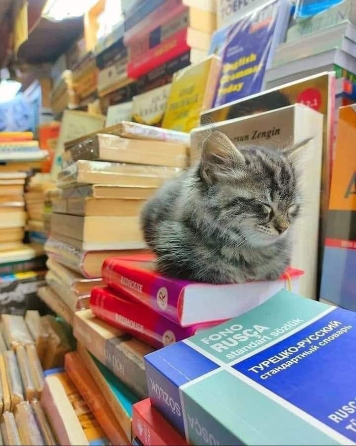 식빵-자세로-자는-고양이