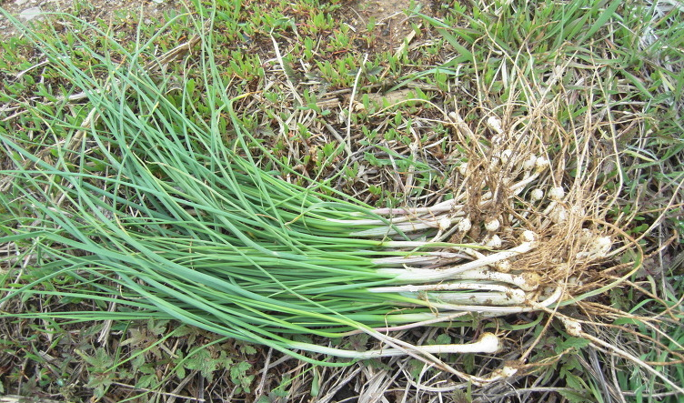  달래 (Allium grayi)
