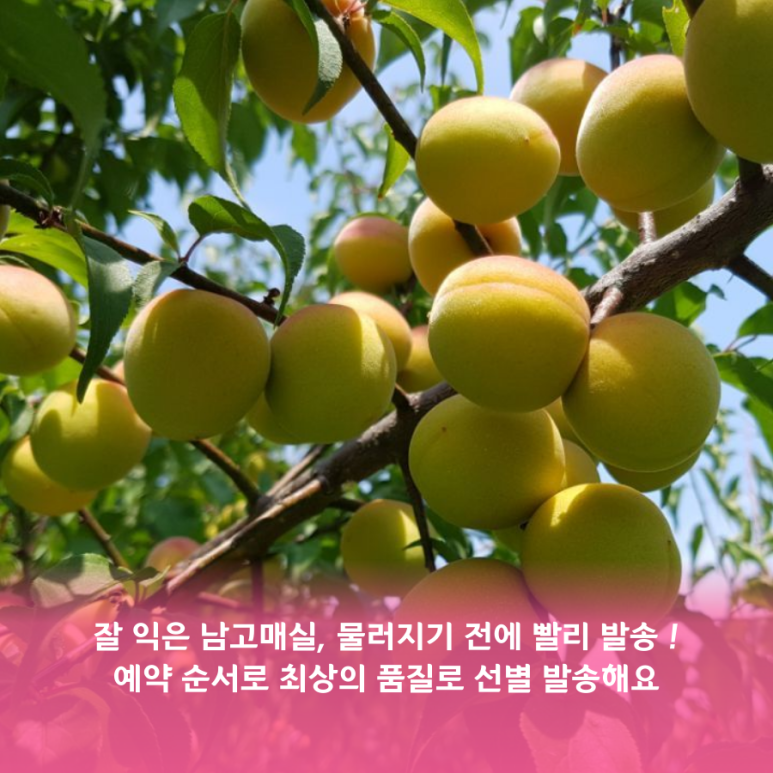 매실남녀 수확기 계절가격정보 2021 홍매실매장소 4