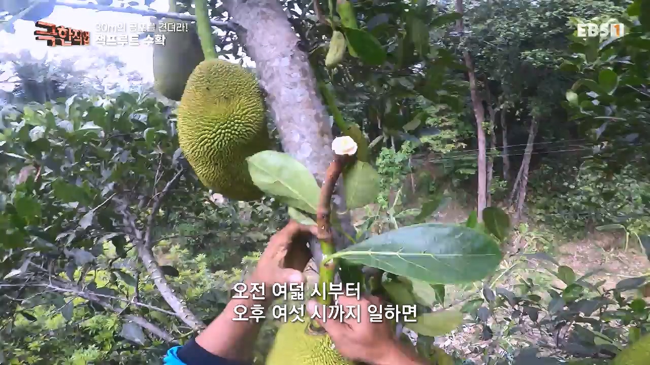 TV - 전 국민의 평생학교 EBS30m의 공포를 견뎌라! 인도네시아 열대과일 수확.mp4_20240103_200548.217.jpg