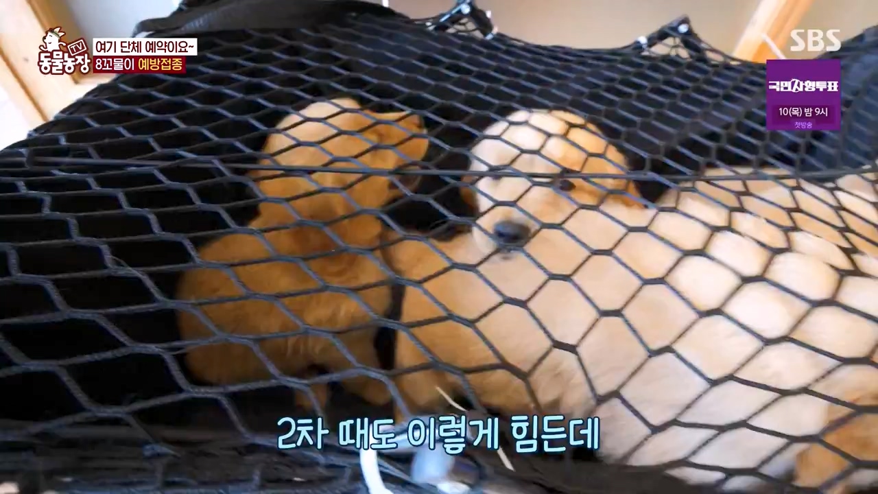 TV 동물농장.E1132.230807p-NEXT.mp4_20230806_164220.728.jpg