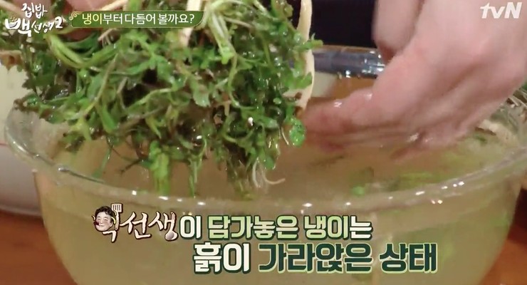 봄나물 종류와 효능 고추냉이 진정