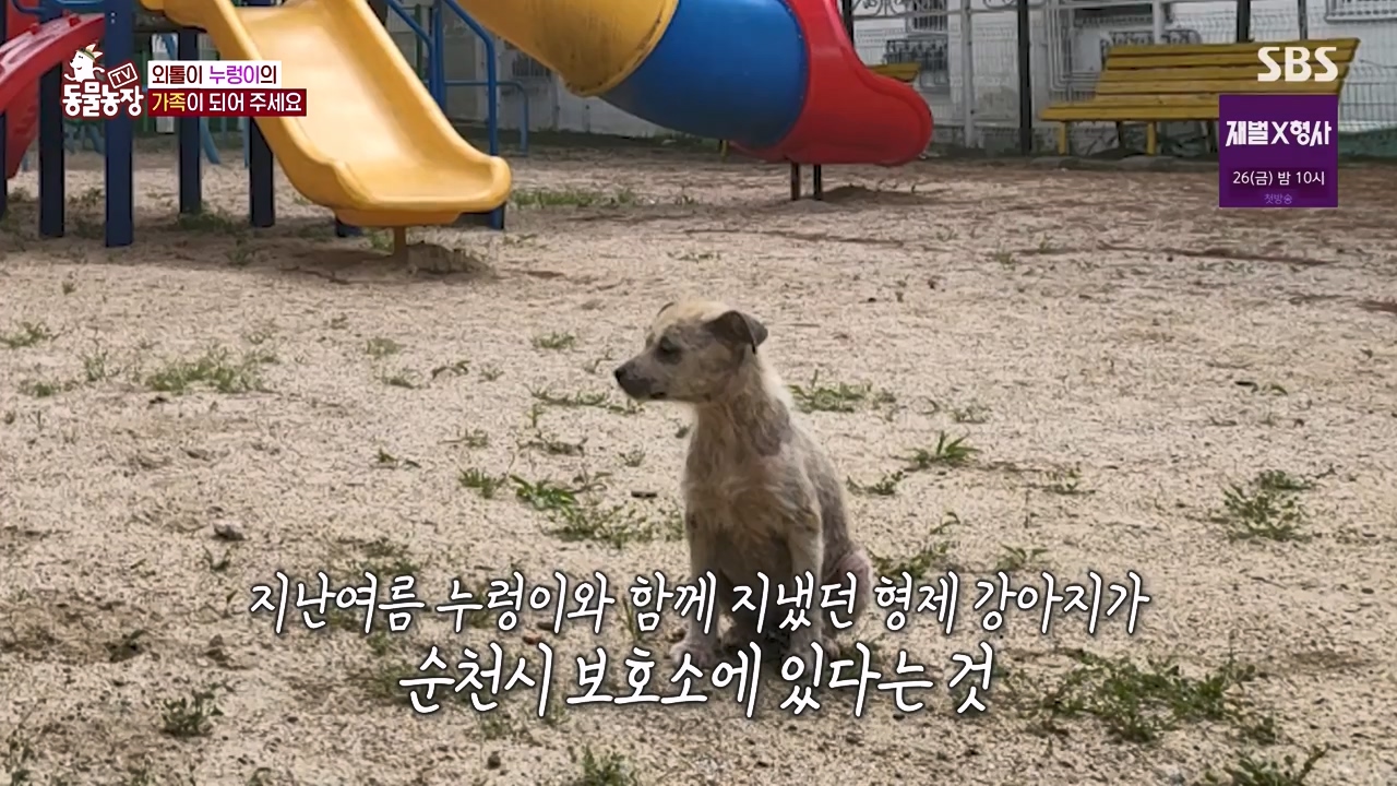 TV 동물농장.E1154.240115p-NEXT.mp4_20240114_184131.944.jpg