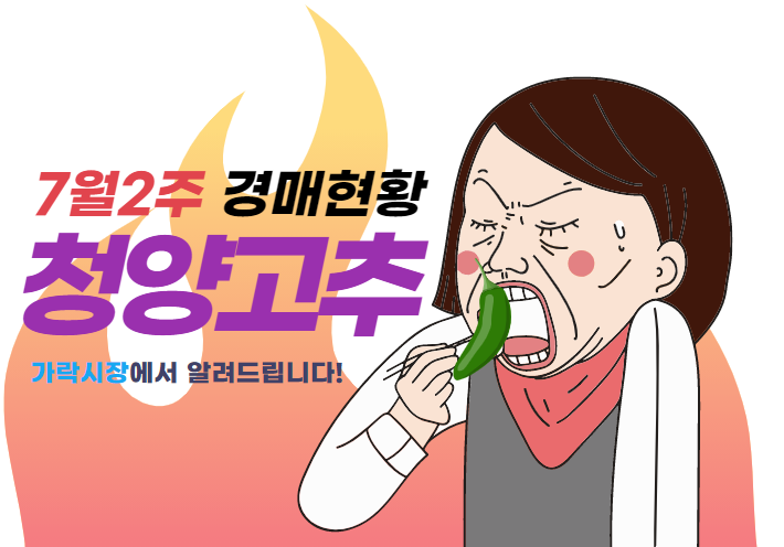  [경매사 품목별 주간 동향보고] 경락가격이 점점 떨어지는 "청양"(7월 2주차)