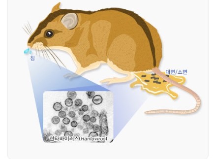  "유행성출혈열의 이해 : 원인, 증상 예방법"
