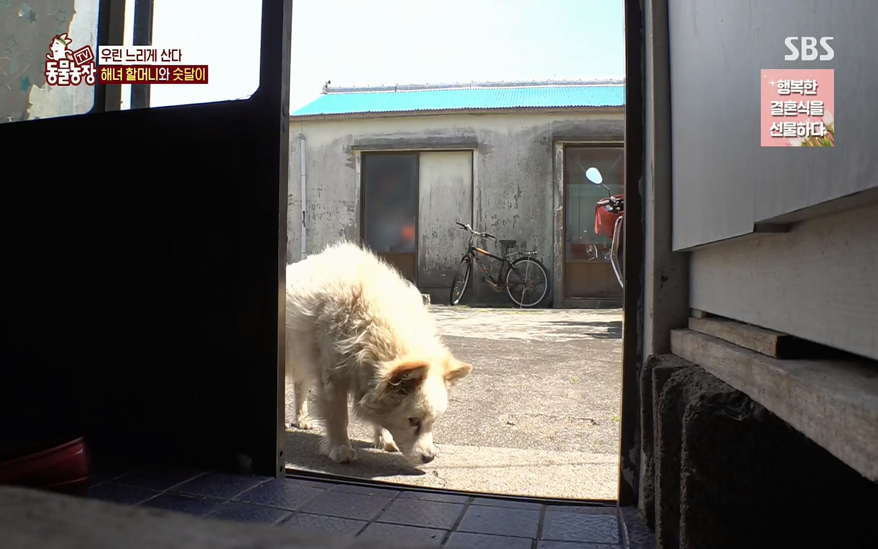 TV 동물농장.E1073.220612p.H264-F1RST.mp4_20220612_181358.528.jpg
