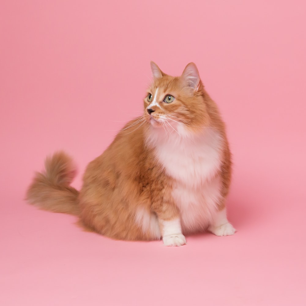 고양이 꿈해몽 태몽 34가지