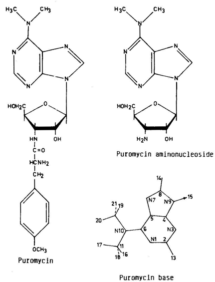  퓨로 마이신 (Puromycin)